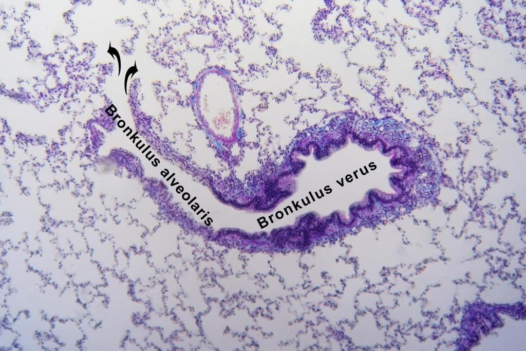 AKCİĞERLER (PULMONES) -Bronşcukların alveollere açılan son bölümüne bronkulus respiratoryus (alveolaris) denir. Bunların duvarı iyice incelir.
