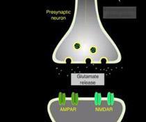 Sinaptik uyarı Sinir hücreleri ile sinapslar