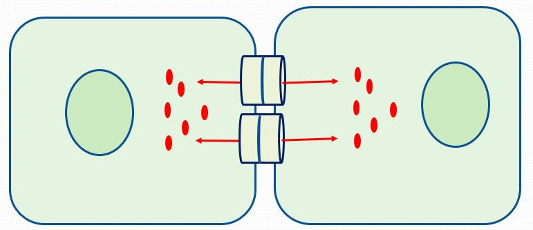 Gap junction Ca2+ ve camp hücre içi sinyal iletim moleküllerinin değişimine izin verir.