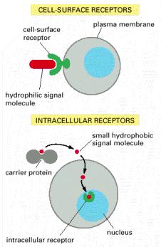 Uyarı molekülleri (sinyaller) Hidrofilik sinyal moleküllerinin reseptörü, hücre
