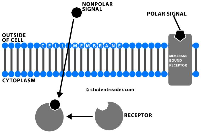 Uyarı molekülleri (sinyaller) hücreye iki yolla girer Yağda çözünebilir sinyaller