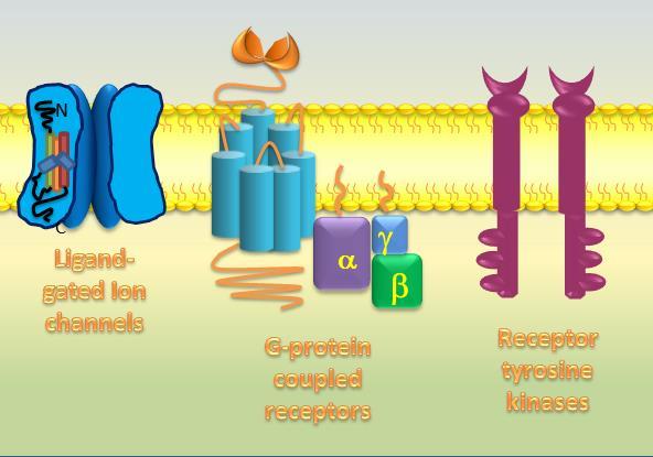 Hücre yüzey reseptörleri Suda çözünen sinyal molekülleri hedef hücre membranı üzerinde yer alan yüzey reseptörlerine bağlanırlar.