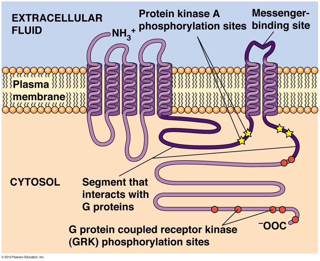 G proteinine