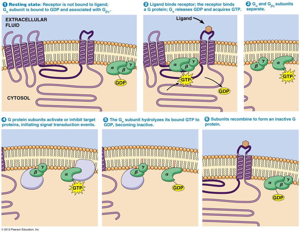 G proteinine