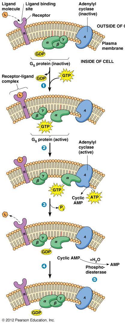 Ligandın bağlanması reseptörde yapısal değişime neden olur Reseptör-ligand kompleksi G proteinine bağlanır G proteininde GDP GTP ile yer