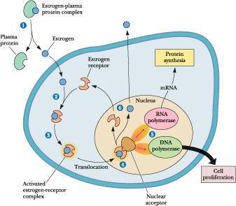 Östrojen reseptörleri Östrojen-plazma protein kompleksi Plazma protein Östrojen Östrojen