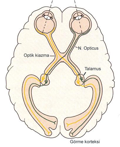 Retinada oluşan sinir sinyalleri optik sinir (nervus opticus) aracılığıyla optik kiazmaya gelir Burada sinir liflerinin bir kısmı çaprazlaşarak diğer