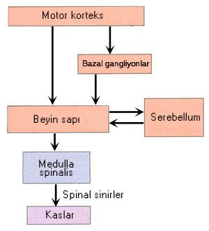Motor Kontrolü Sağlayan Sinir Sistemi Bölümleri Korteksin motor kontrol ile ilgili alanları Bazal çekirdekler