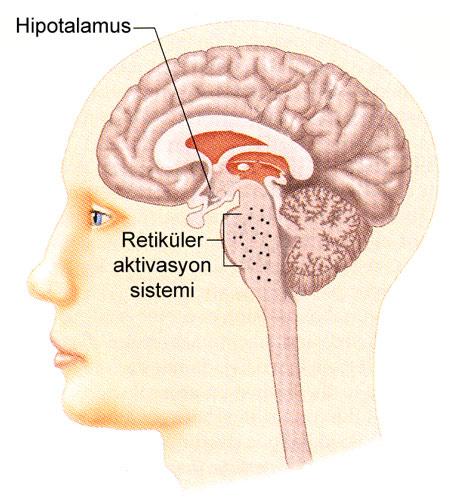 Uyku-Uyanıklık Uyanıklık: Beyin sapı (retiküler aktive edici sistem = RAS) Talamus