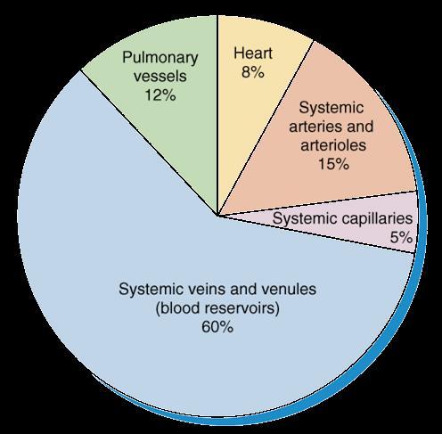 Dolaşımdaki Kanın Dağılımı Dinlenti halinde kanın % 60 ısistemik ven ve venüllerde toplanmıştır.