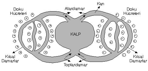 Dolaşım sisteminin