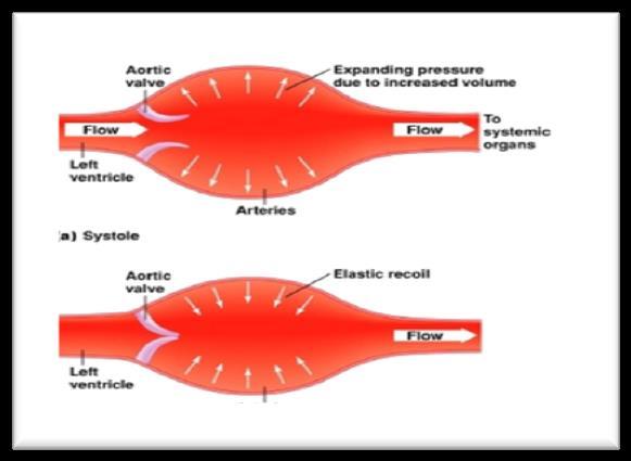 Arter ve arterioller Kanın yüksek basınç altında kapiller damarlara iletilmesi Kan akımının kesintisiz sürdürülmesi Kan basıncının