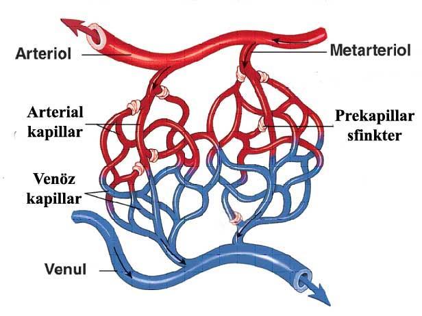 Kapiller damarlar Damarlarla dokular arasında madde değişiminin sağlandığı