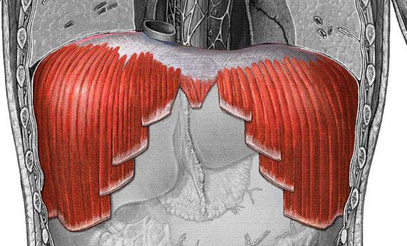 Diaphragma Pars costalis: Son altı kostanın kıkrdak kısmının iç yüzünden