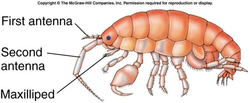 Amphipods