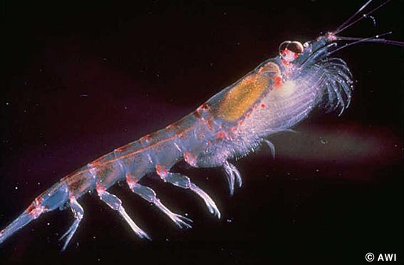 Krill,