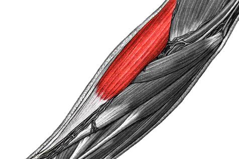 M. brachioradialis Anterior bakı Ön