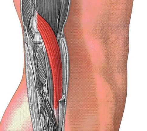 M. extensor carpi radialis longus ( Kısmen m. brachioradialis tarafından örtülmüştür.