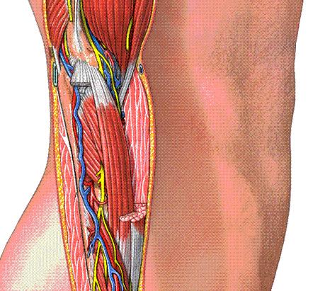 M. extensor carpi radialis brevis Fonksiyon Ele ektansiyon.