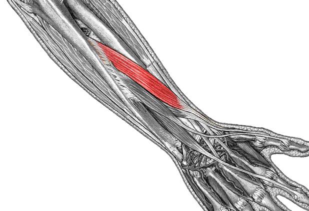 M. abductor pollicis longus Fonksiyon 1.