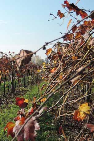 Üretim Şekli Modena Balzamik Sirkesi yalnızca Lambrusco, Sangiovese, Trebbiano, Albana, Ancellotta, Fortana ve Montuni türü üzümlerden elde edilir.