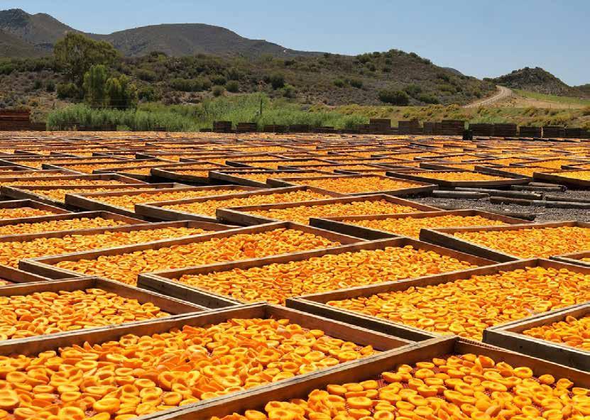 Gastronomia L Albicocca di Malatya può essere consumata ad ogni ora del giorno.