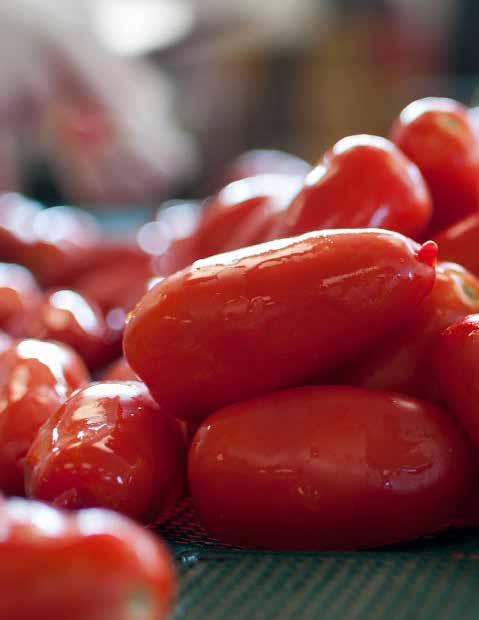 Storia Secondo antiche tradizioni, il primo seme di pomodoro giunse in Italia nel 1770 come dono del Regno del Perù al Regno di Napoli e sarebbe stato piantato proprio nella zona che oggi corrisponde