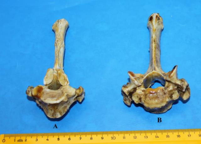 Tuberculum dorsale, b. İncisura alaris, c.