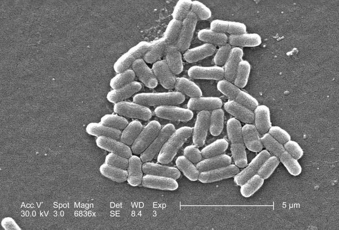 Bacillus (çubuk) şekilli bakteriler