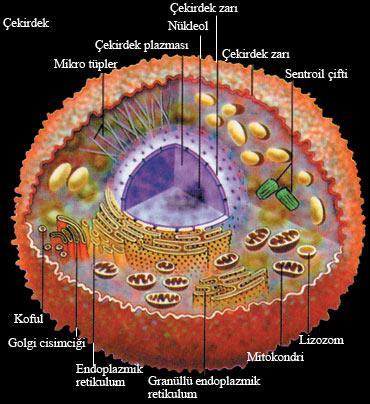 ÖKARYOTİK HÜCRELER DNA sının çoğu çekirdek içindedir Hücre büyüklüğü ait olduğu türün