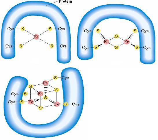 Demir-Sülfür Proteinleri: Demir-sülfür proteinlerinde; Fe, proteinlerdeki sistein amino asitinin S