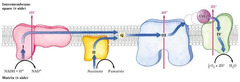 Solunum zinciri Kompleks Proteinleri Mitokondri iç membranı yerleşmiştir.