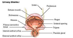 MESANE (VESİCA URINARIA) ÜRETER PERİTON SUBMUCOSA MUCOSA ÜRETRAL DELİKLER Böbreklerden gelen idrarı depo eden ve dışarı atılmasını