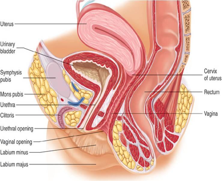 KADINLARDA URETHRA Yaklaşık 4 cm uzunluğundadır.