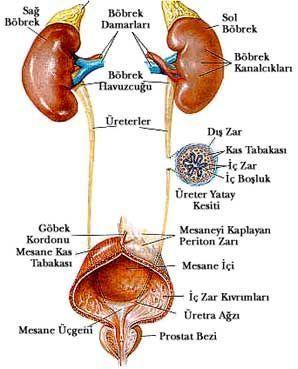 Sağ böbrek, ön tarafta sağ böbrek üstü bezi, karaciğerin sağ lobu, flexura coli dextra, duodenum un ikinci parçası ve ince barsak kıvrımlarıyla