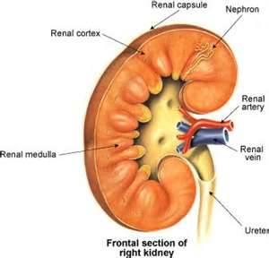 HİLUM RENALE Böbreğin medial kenarlarının orta kısmında Hilum renale denilen bir yarık bulunur.