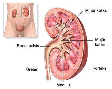 Böbrek, dışta corteks renalis ve içte medulla renalis olmak üzere iki bölümden oluşur.