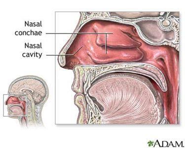 Nazal S. aureus Taşıyıcılığı Taşıyıcılık prevalansı çalışılan popülasyona göre değişiklik gösterir.