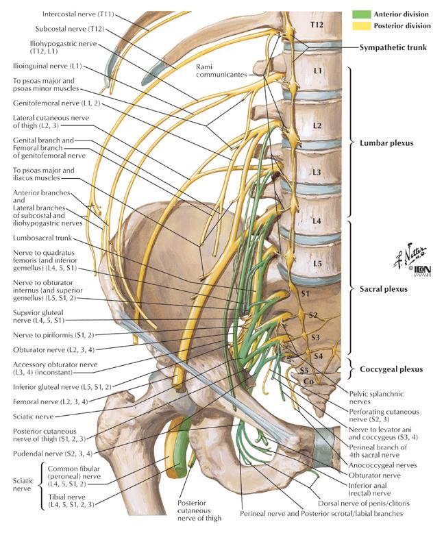 Plexus sacralis İlk dört sakral spinal sinirin ön dallarının birleşmesi ve birinci