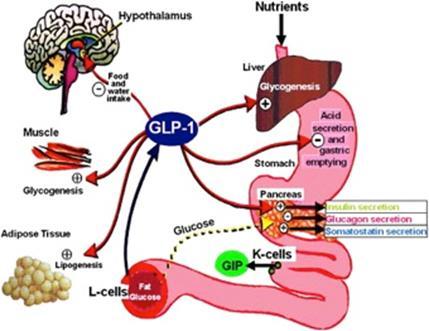 GLP-1 glisemi regülasyonundaki etkileri Pankreas GIS SSS İnsülin sekresyonunu artırmak Glukagon sekresyonunu baskılamak Mide boşalmasını