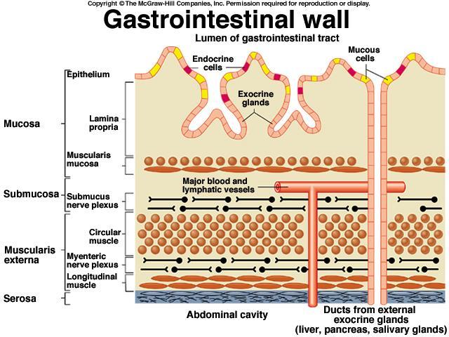 Digestive System (Vander, Sherman & Luciano,