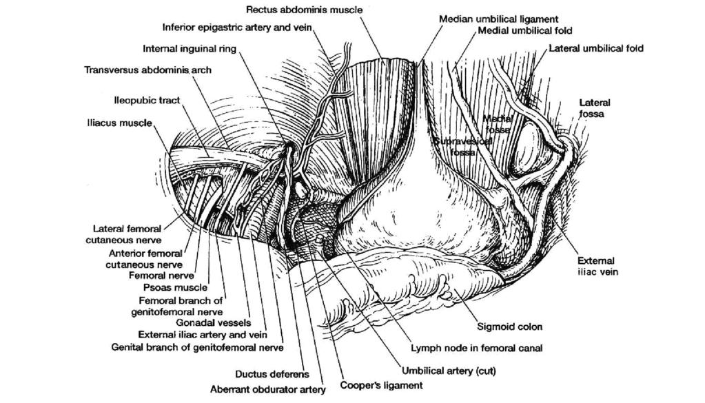 Kar n Ön Yan Duvar ve Kas k Anatomisi Preperitoneal aral k Kar n ön-yan duvar nda fascia tranversalis in arkas nda preperitoneal veya properitoneal aral k denilen ekstraperitoneal ya dokusu bulunur.