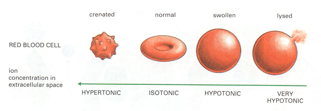 HEMOLİZ Kırmızı kan hücrelerinin (eritrositler) hipotonik ortamda