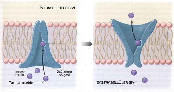KOLAYLAŞTIRILMIŞ DİFÜZYON Taşıyıcı protein maddeyi yoğunluğun çok olduğu taraftan az olduğu tarafa doğru taşır.