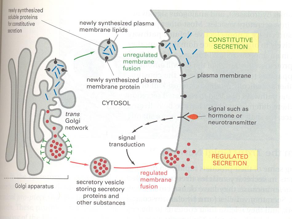 EKZOSİTOZ Nöronlarda nörotransmitterler, endokrin (iç salgı) bez hücrelerinde hormonlar ve ekzokrin (dış salgı) bez hücrelerinde sindirim enzimleri ve ter ekzositoz ile hücre