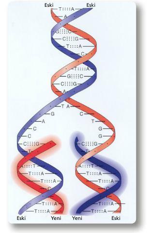 DNA dev bir molekül olduğu için çekirdekten dışarı çıkamaz. Sahip olduğu bilgiyi hücreye göndermesi gerekir. Bu durumda DNA kendini kopyalama özelliğini kullanır. DNA da iki çeģit kopyalama vardır.