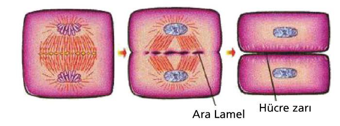 Hücre Bölünmesinin Nedeni ve Amacı Fiziksel sebep olarak hücre sitoplazması ile hücre zarının orantılı büyümemesi söylenebilir. Sitoplazma daha hızlı büyür ve hücre zarına sığamaz hale gelir.