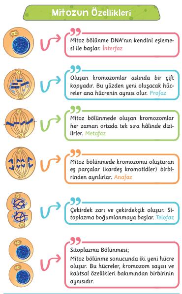 1- Bütün canlılarda görülür. 2-2n kromozomlu vücut hücrelerinde görülür. 3-2n kromozomlu bir hücreden 2n kromozomlu iki hücre oluşur.