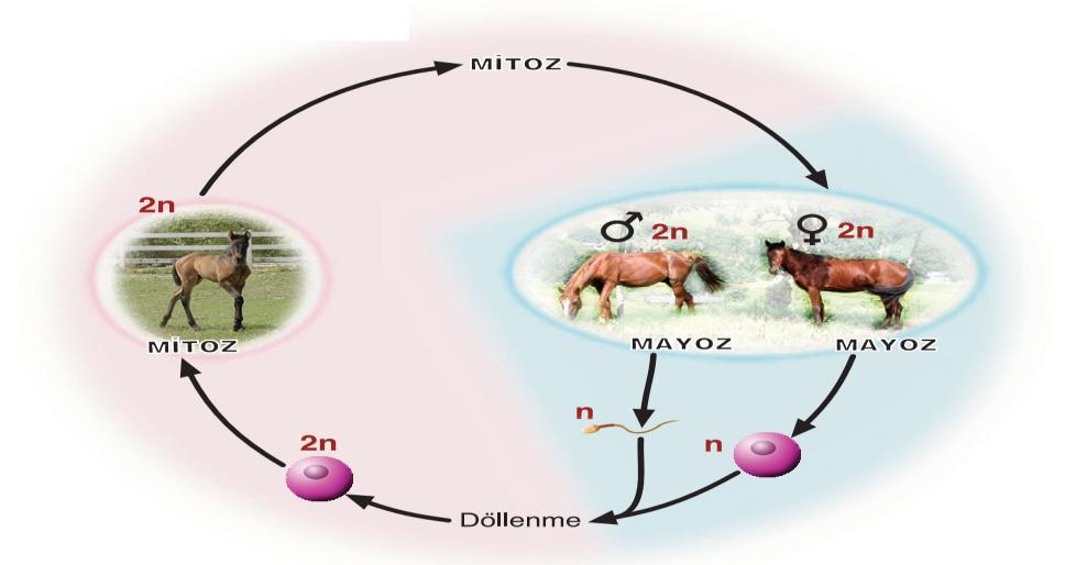 Oluşan zigot mitoz bölünmelerle büyüyüp gelişerek yeni canlı oluşturur. BAK ġġmdġ!!! Eşeyli üremede Zigot mecbur hep döllenme ile oluşacağı için hep n + n = 2n kromozomlu olacak.