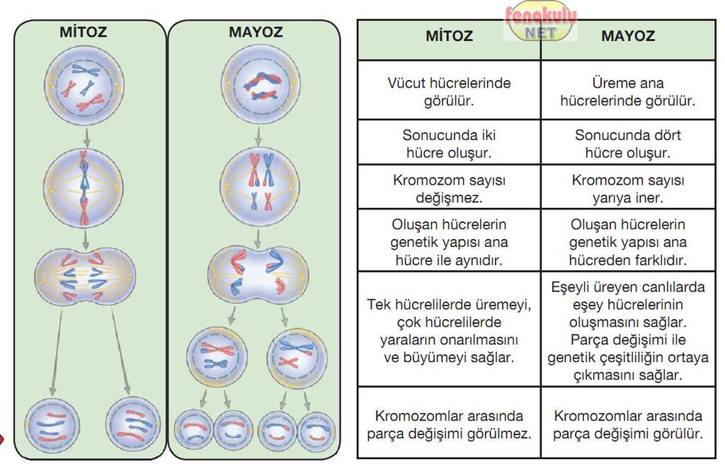 3)Ayrıca mayoz sırasında gerçeklesen parça değişiminden dolayı oluşan hücreler ana hücreden farklı genetik yapılara sahip olur.bu da mayoz bölünme tür içinde çeşitliliği sağlar.